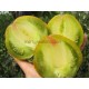 Сладкая Тропическая Груша (Sweet Tropical Pear)