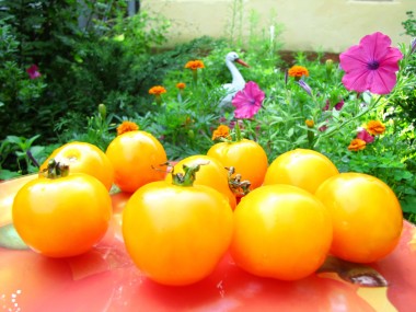 Apricot