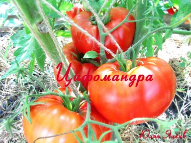 Cyphomandra