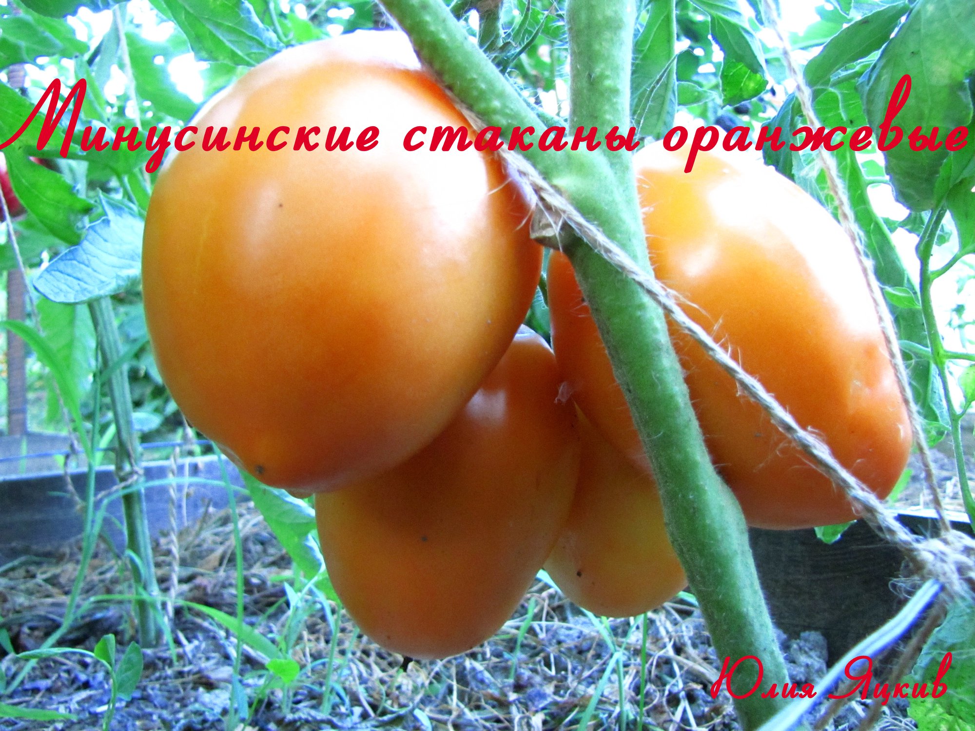 Томат Минусинский оранжевый