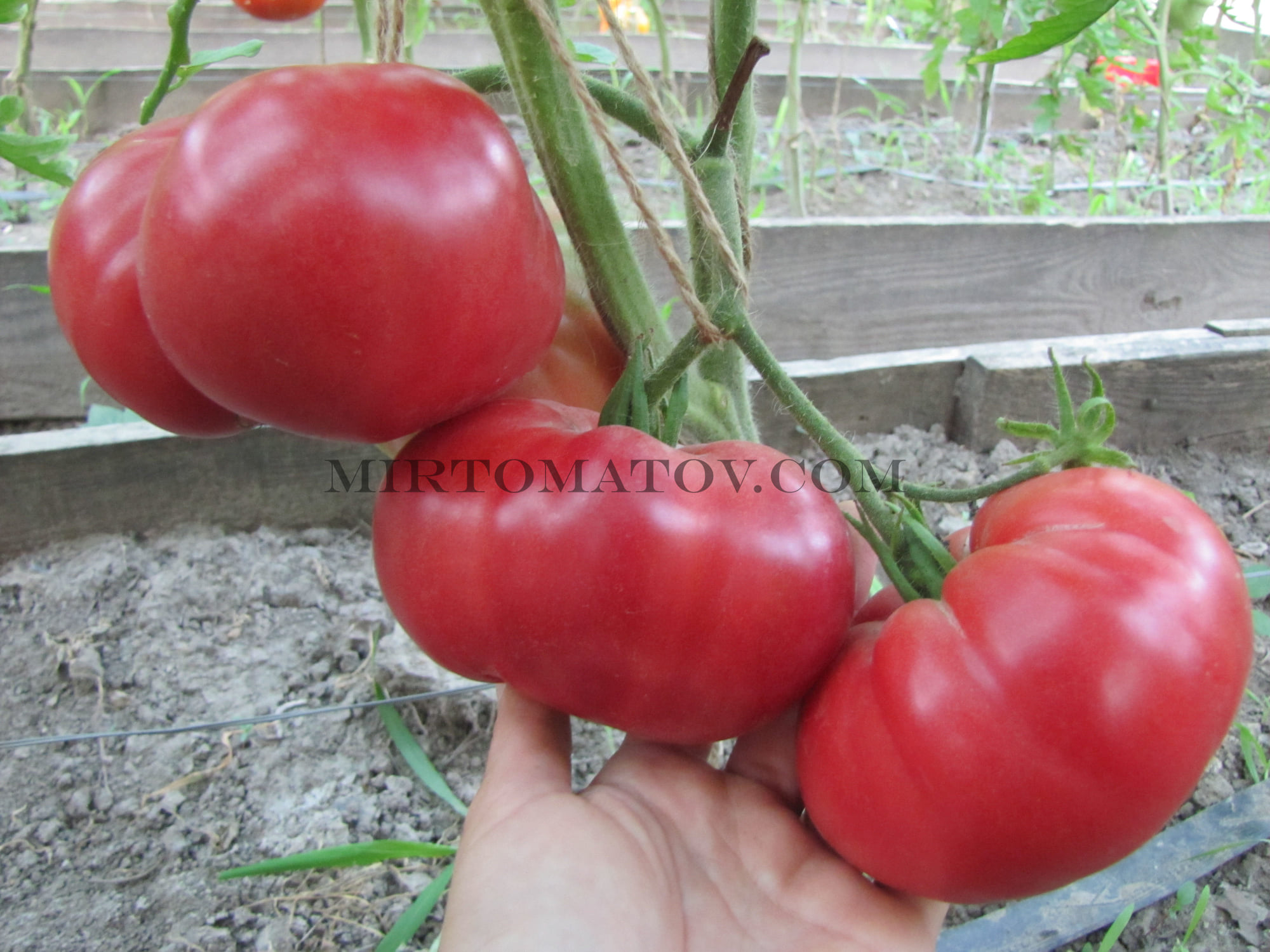 Томат Демидовские лапти описание сорта помидоров характеристики посадка и выращивание болезни и вредители отзывы